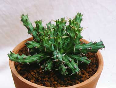 ユーフォルビア アクチノクラダ(Euphorbia actinoclada)写真 多肉植物