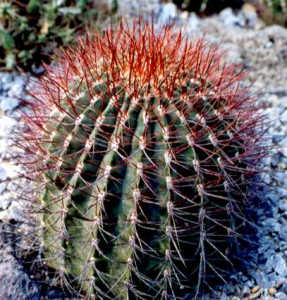 デンモザ 茜丸/(花王竜)(Denmoza rhodacantha) 多肉植物データベース