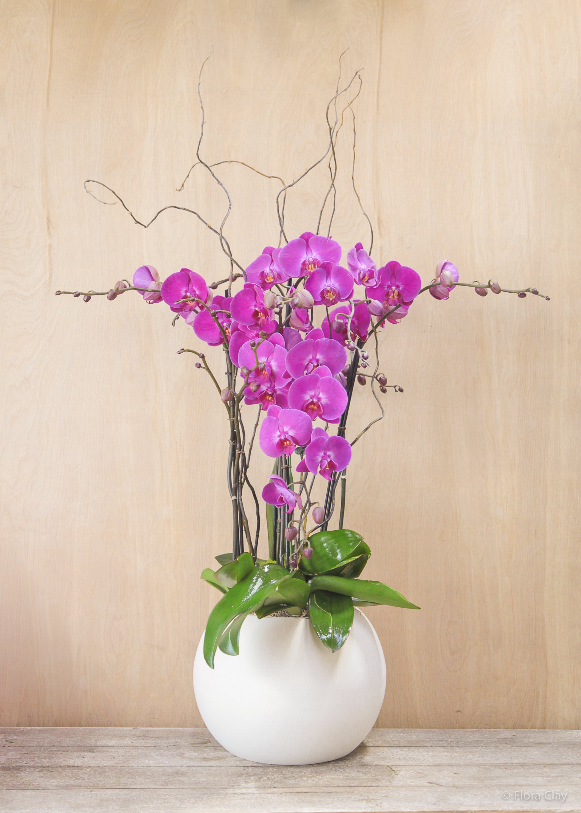 Pink Venus | Orchid Arrangements – FLORA CLAY
