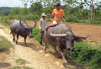 水牛の角 説明書き | 手づくり万歳♪