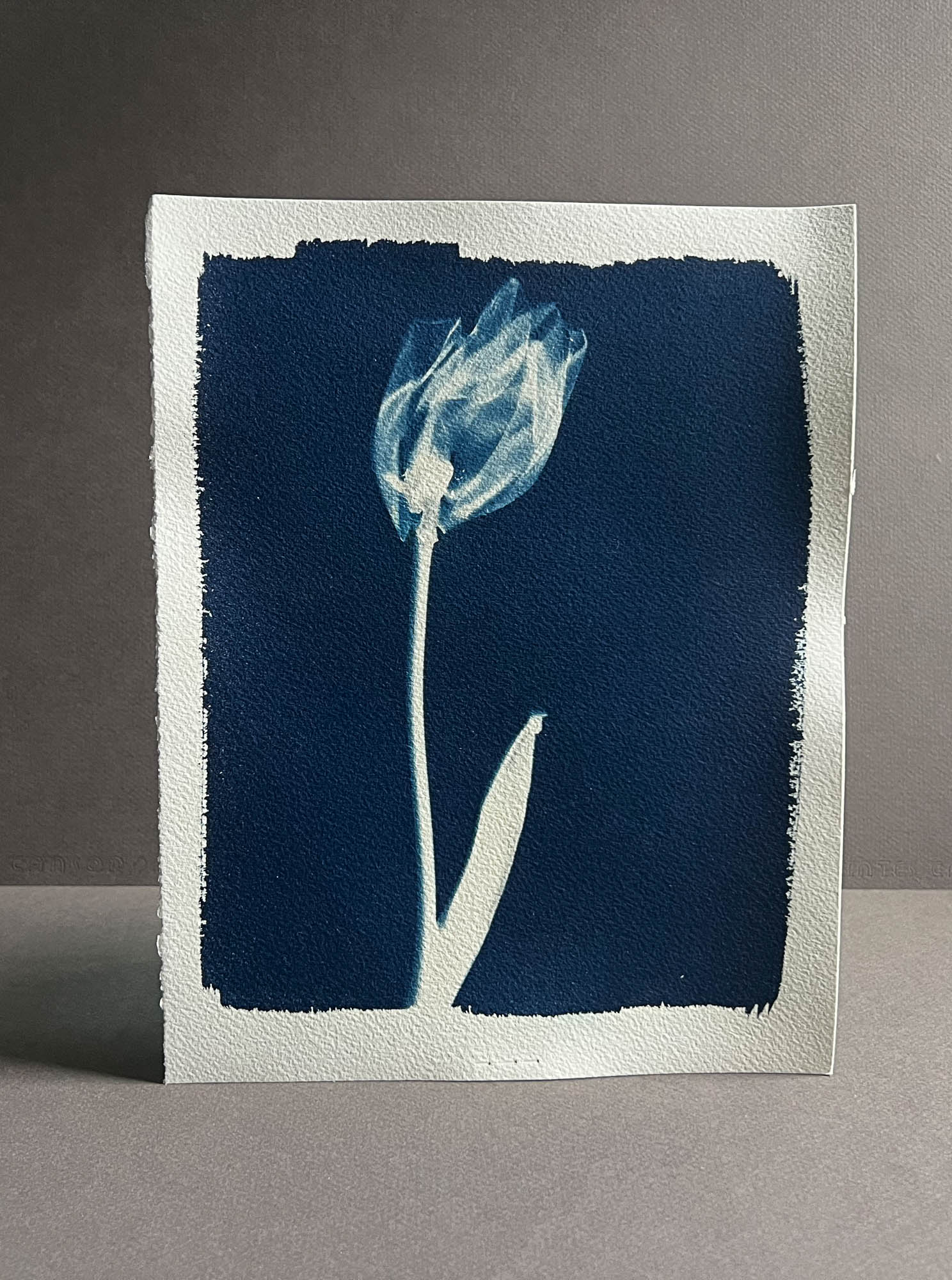 Tulip #289 – Julie Reed