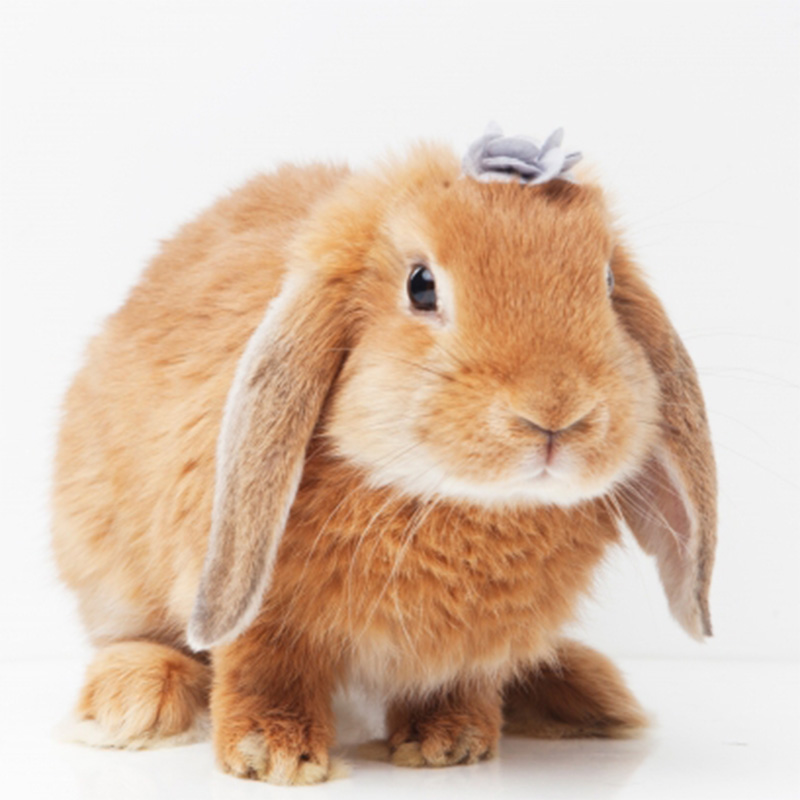 垂れ耳が可愛くて人気のロップイヤーとは？