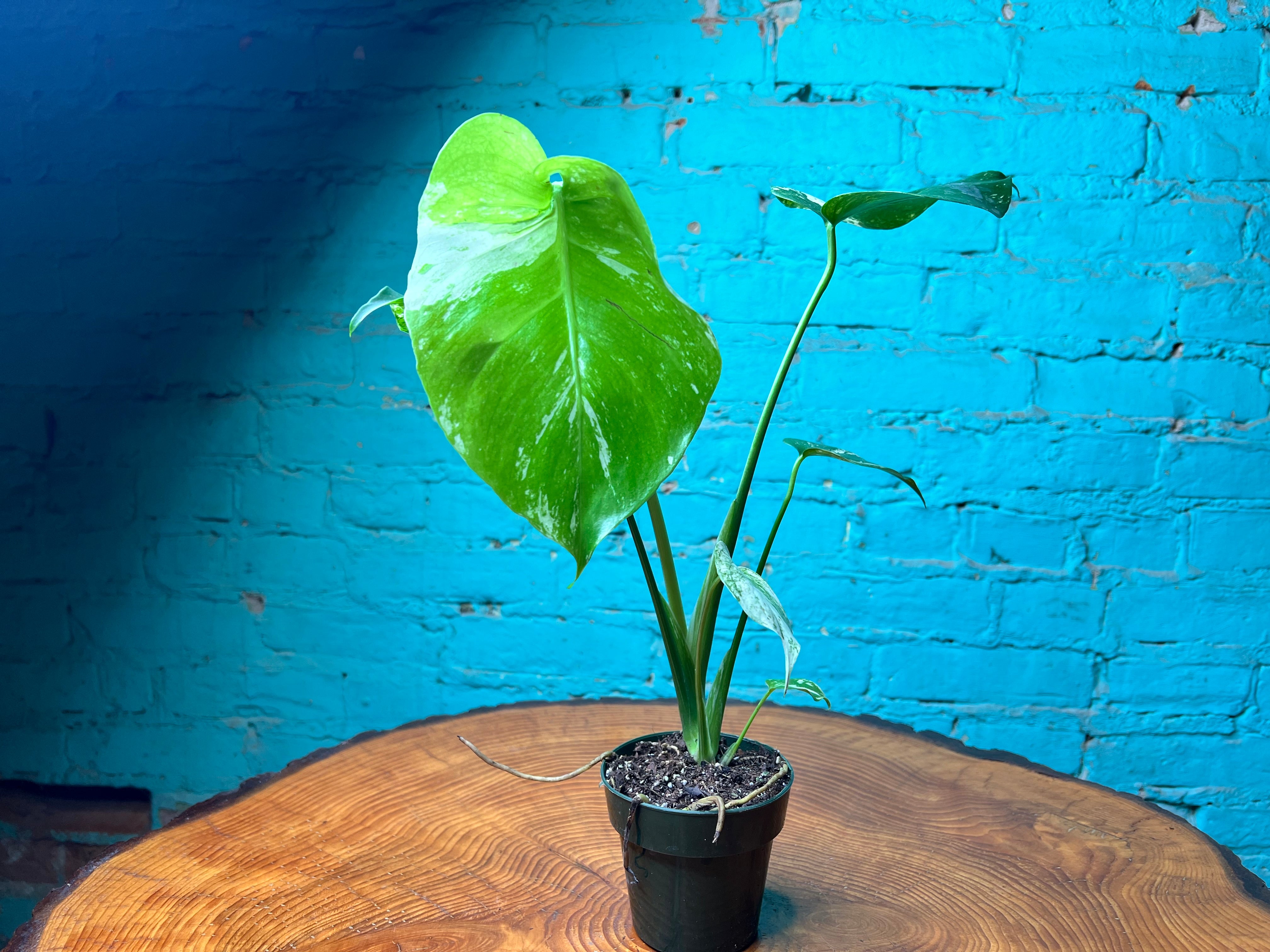 Monstera Deliciosa Mint 3” – The Rooted Plant Shop
