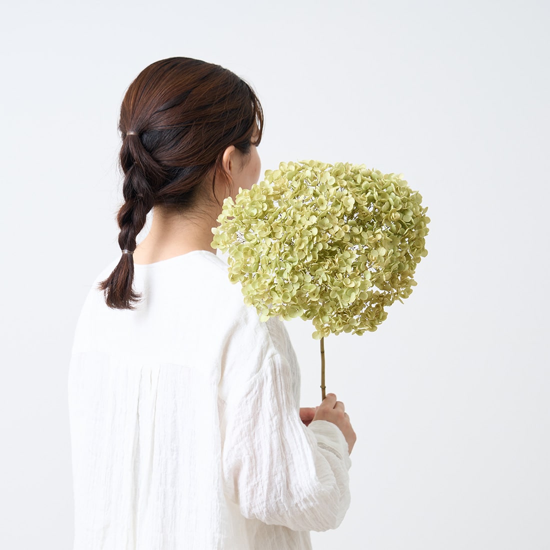 BIGボタニカル］アナベル 商品ページ - 土と風の植物園