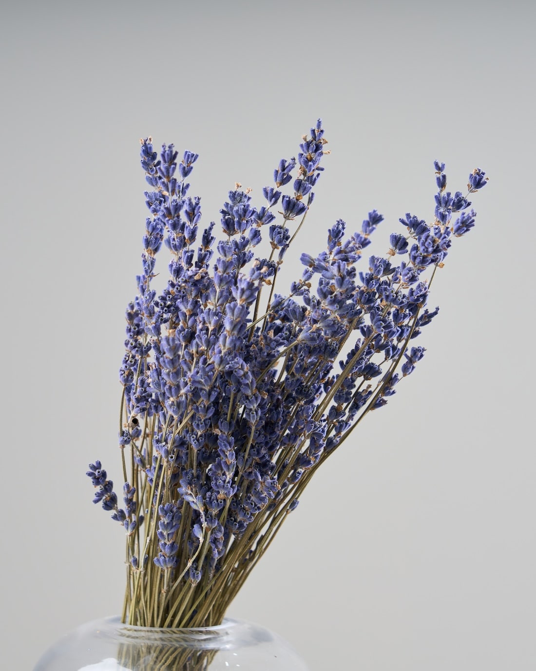 ドライフラワー］ラベンダー商品ページ - 土と風の植物園