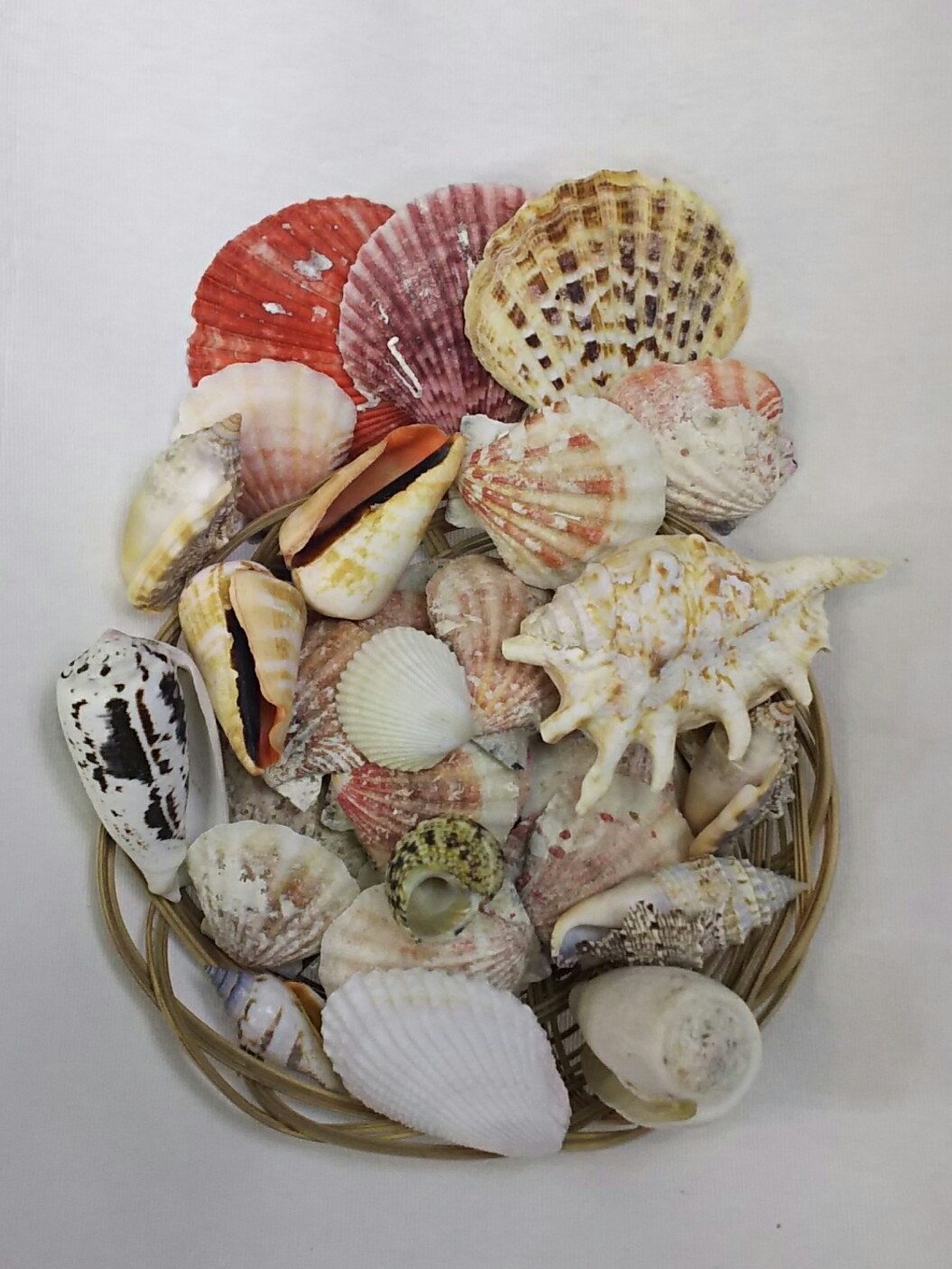 漂着貝殻 貝がらセット 【アクアフィールド】熱帯魚・水草の通信販売