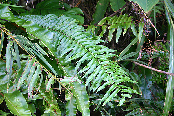 西表島植物図鑑-ホウビカンジュ