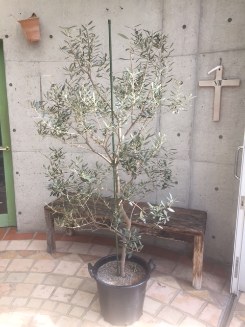 オリーブの木 【バロウニ】 (Powerdio Club)