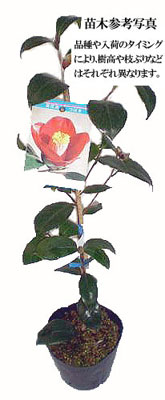 花木・庭木の「花育通販」から椿（ツバキ）の苗木 秀蘭を販売