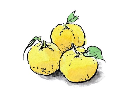 柚子 手書きイラスト｜無料イラスト・フリー素材なら「イラストAC」