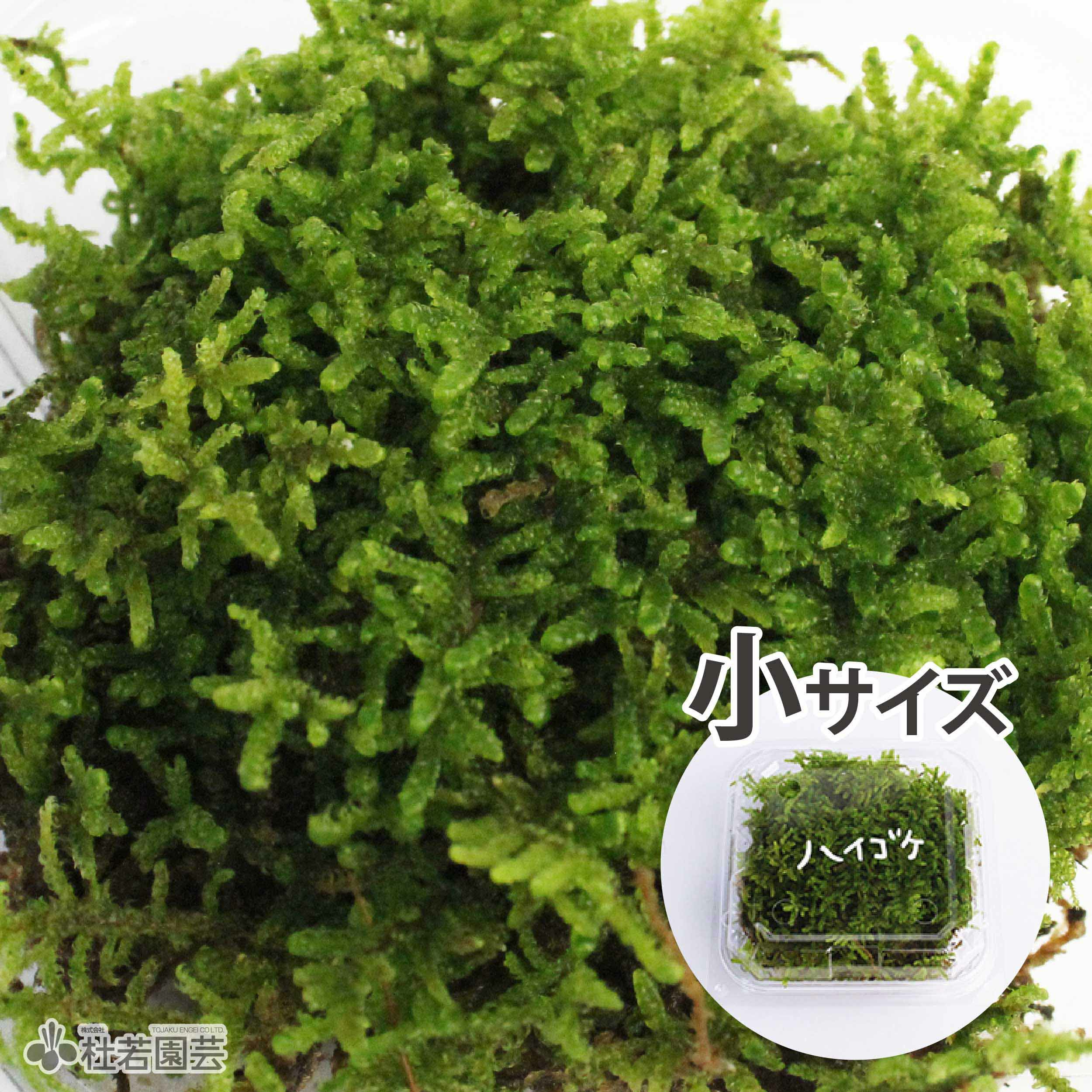 苔品種 ハイゴケ（小）【苔、コケ、こけ】 | 杜若園芸WEBショップ