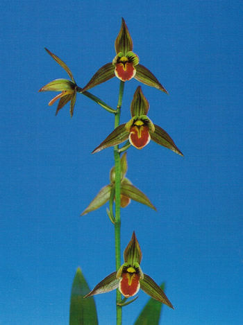 No:3869日向王 - 寒蘭/山野草販売【東美園】