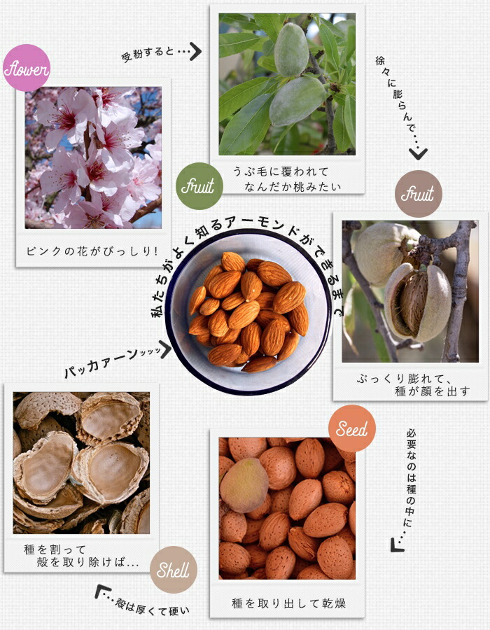 楽天市場】果樹苗 花木 アーモンド 苗木 アーモンドの木 7号(直径21cm