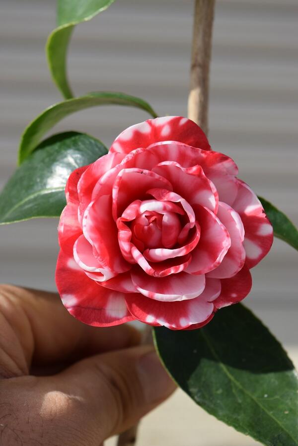 楽天市場】菊冬至椿椿鉢植え 【ツバキ鉢植え】【椿】 椿 菊冬至 : 園芸