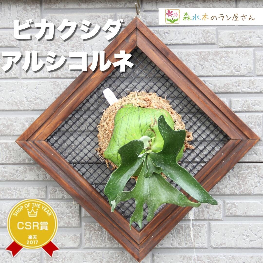 楽天市場】『ビカクシダ（コウモリラン）アルシコルネ』3号水苔ポット