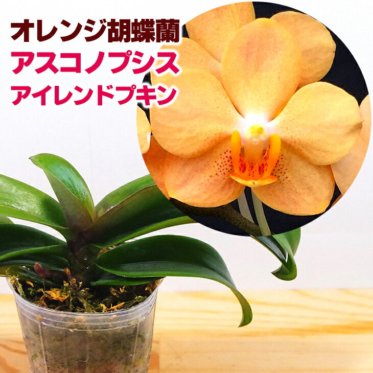 楽天市場】数量限定 洋ランの苗『胡蝶蘭 オレンジ 「アイレンドプキン