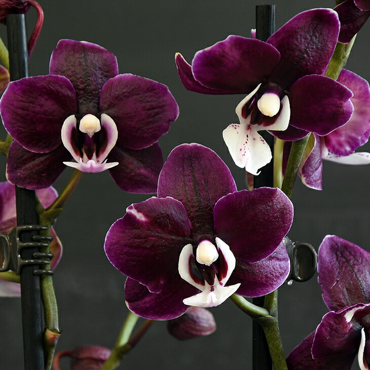 楽天市場】洋ランの苗『ミディ胡蝶蘭 「チョコレートドロップス