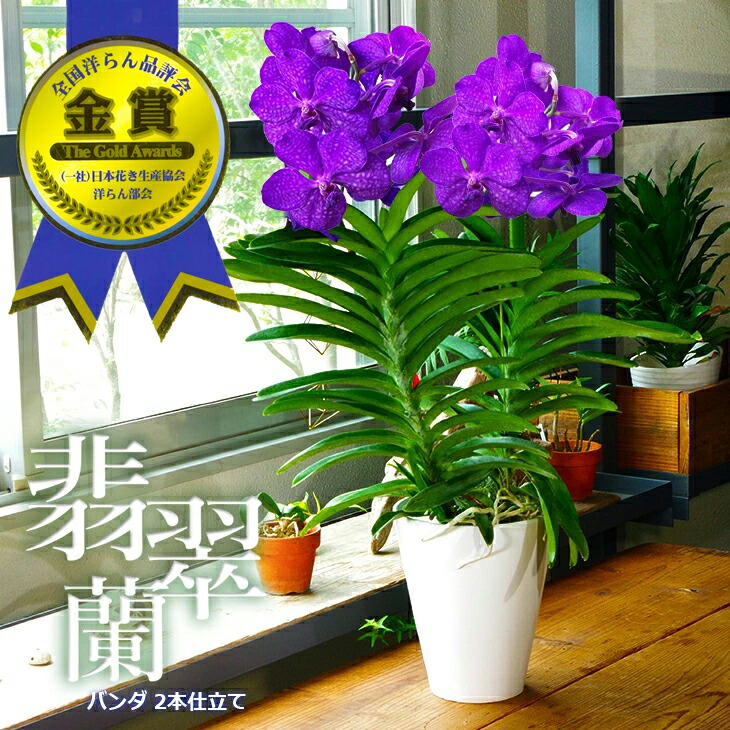 楽天市場】全国洋らん品評会 金賞連続受賞！『豪華「バンダ 2本仕立て