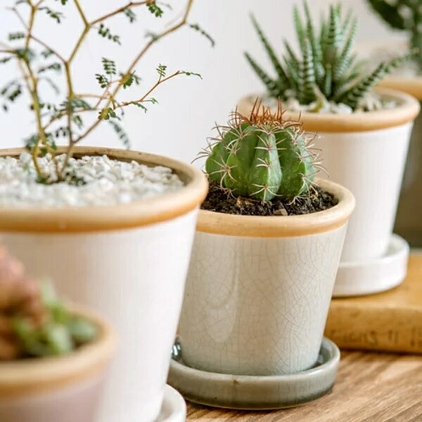 楽天市場】【安心サポート付】カラフル 植木鉢・鉢受けセット （3号・4