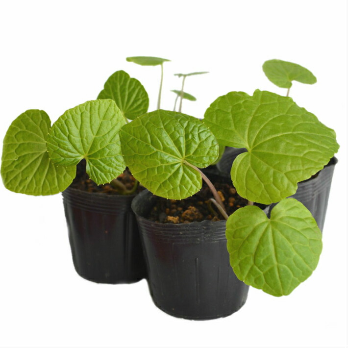 楽天市場】わさび 沢 苗の通販