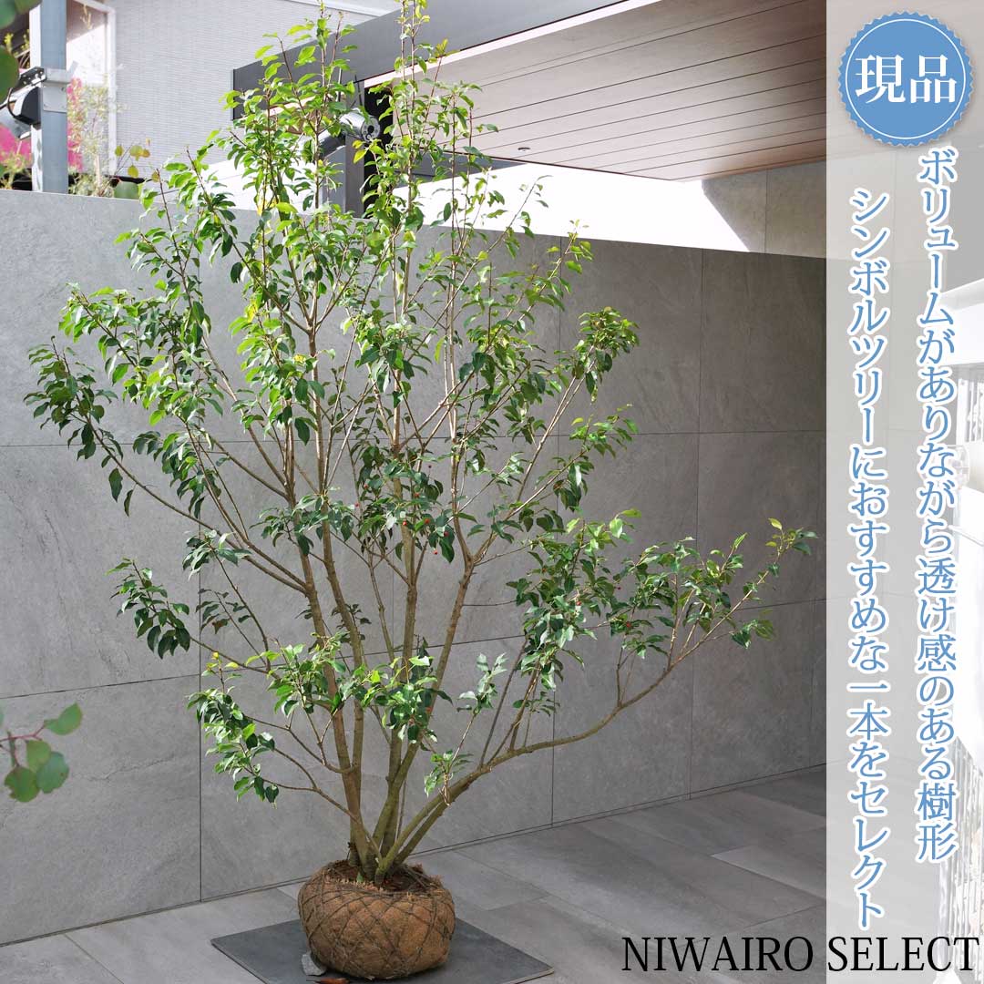 楽天市場】ソヨゴ 株立ち メス 樹高1.8〜2.0m前後(根鉢含まず) 単品