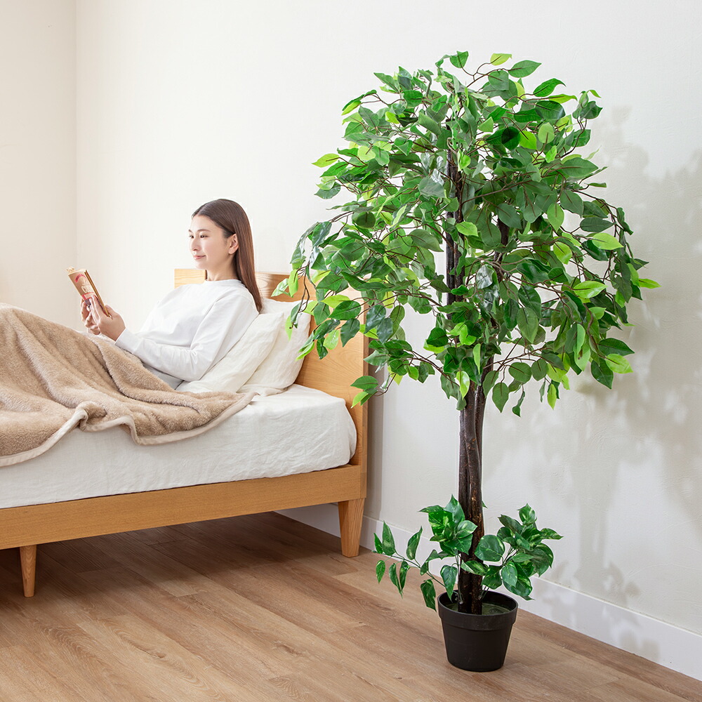 楽天市場】人工観葉植物 光触媒 ベンジャミン 2本セット フェイク