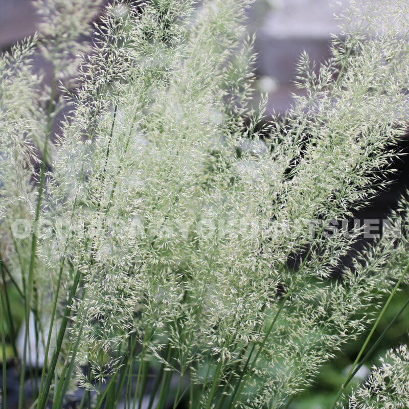 楽天市場】 グラス類（ススキ、カレックス、フェスツカなど） : お