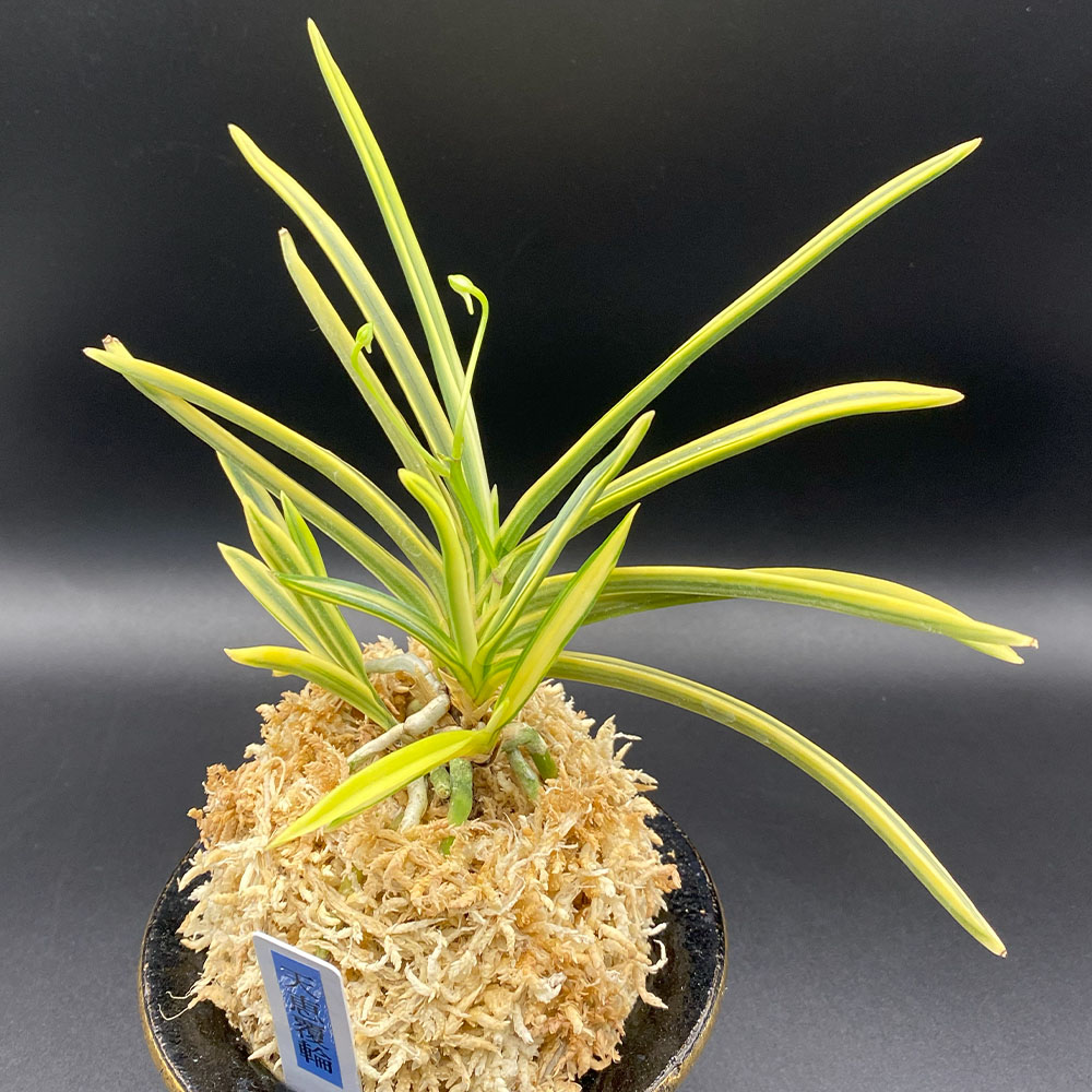 楽天市場】【店内全品2個同時購入10％OFFクーポン配布中】 富貴蘭 風蘭