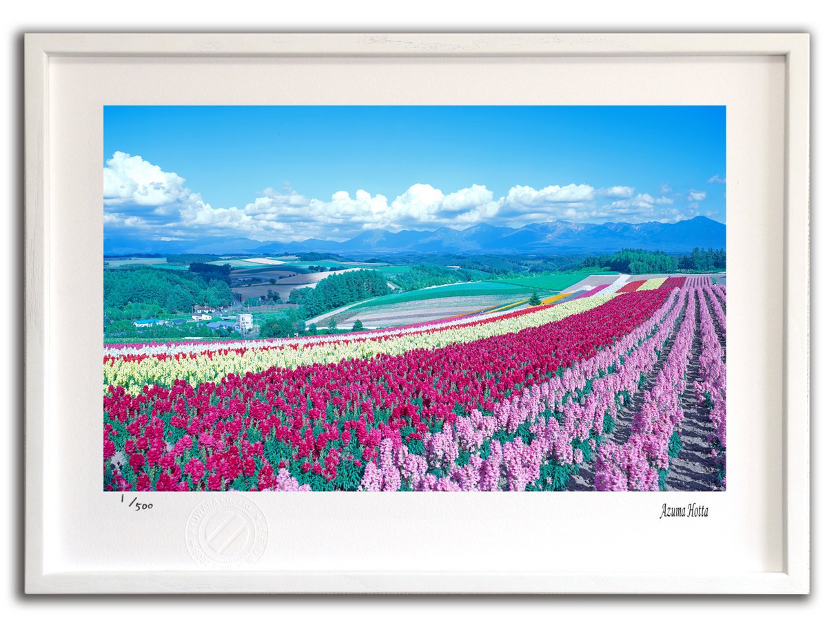 楽天市場】版画 絵画 花001 美瑛/インテリア 額入り 額装込 風景画