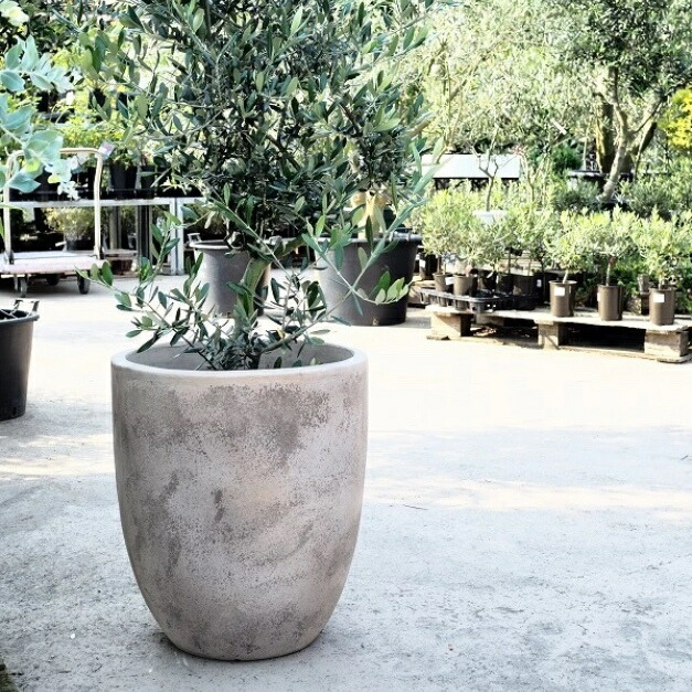 植木鉢 陶器 大型」の人気商品一覧 | 安い商品を通販サイトから探す