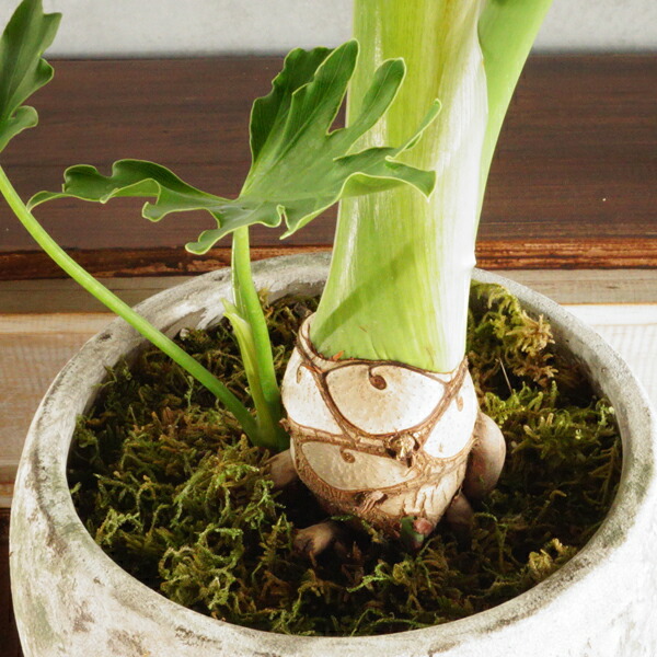 楽天市場】根上がり フィロデンドロン セローム 観葉植物 おしゃれ