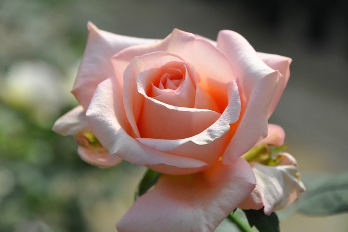 楽天市場】バラ苗【中苗】サンセットセレブレーション【ウォーム