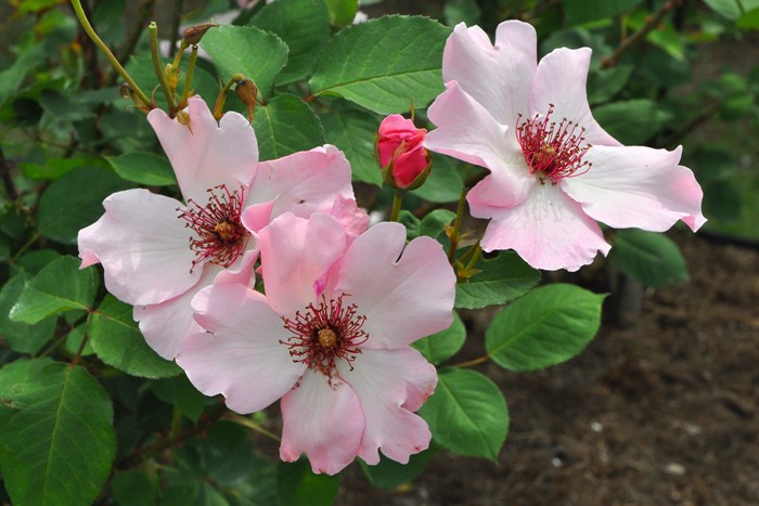 楽天市場】バラ苗【中苗】デンティベス 国産苗 6号鉢植え品《J-HT20