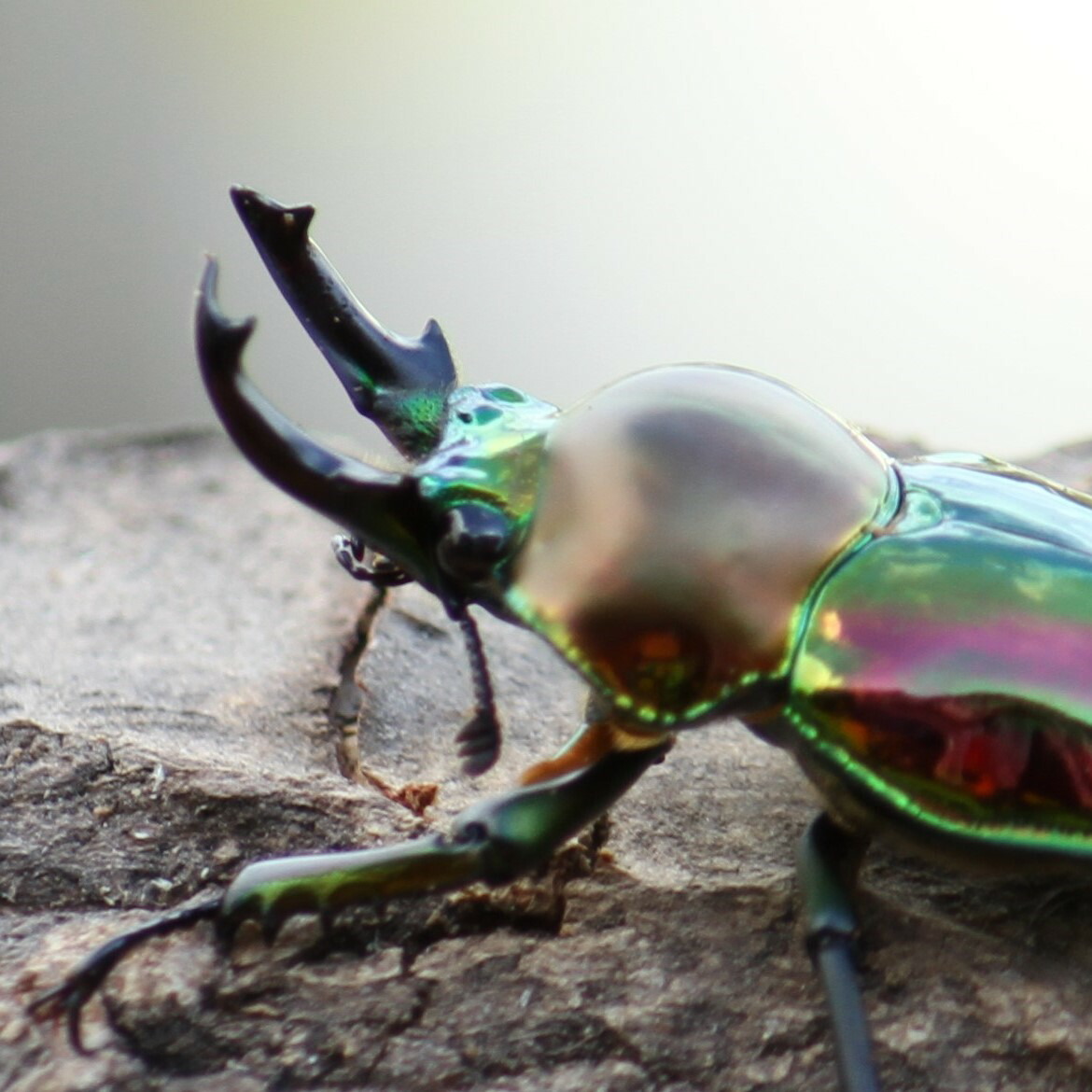 楽天市場】BIGHORN ニジイロクワガタ 40ミリUPペア クインズランド産