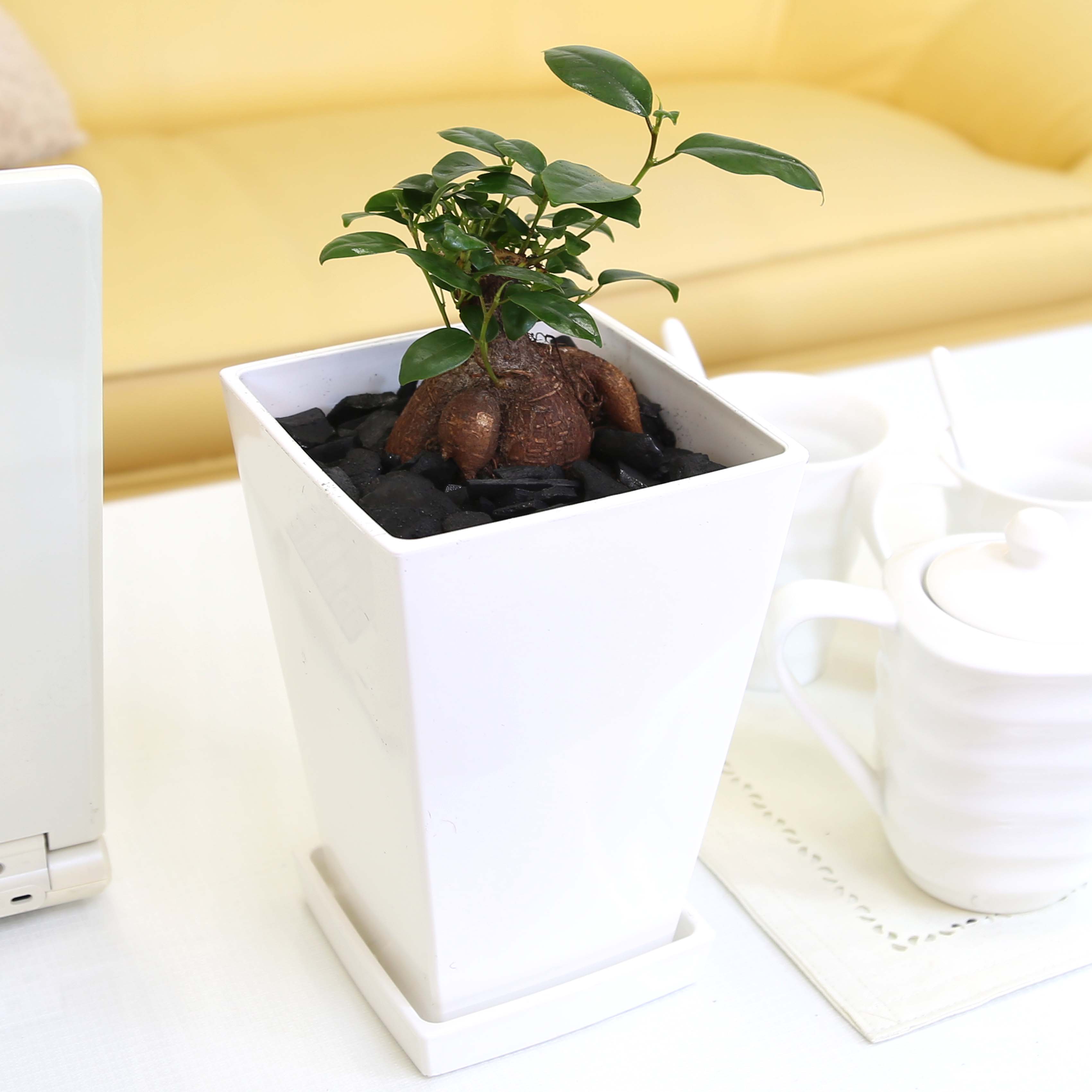 楽天市場】冬は落葉します。発根済【現品・現物】【盆栽】バオバブの木