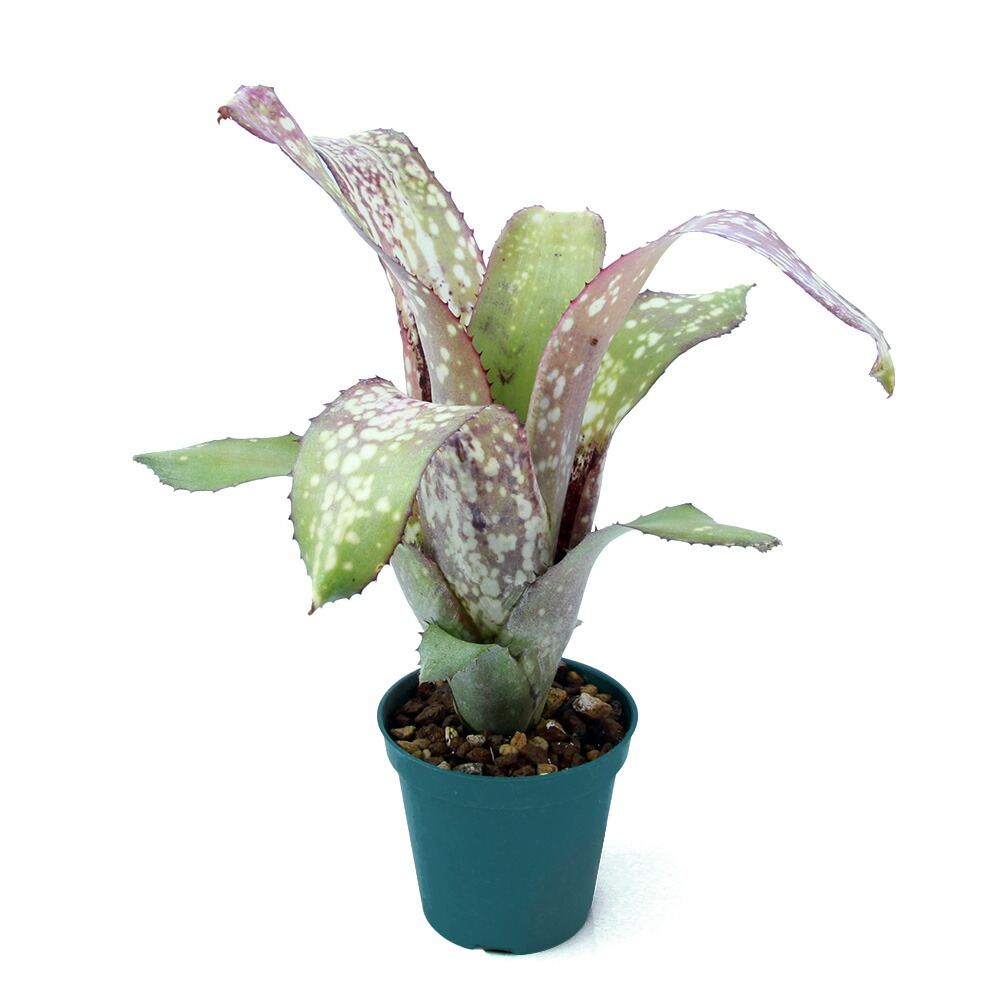 楽天市場】（観葉植物）一点物 ビルベルギア 'アラカイ'（1株）タンク