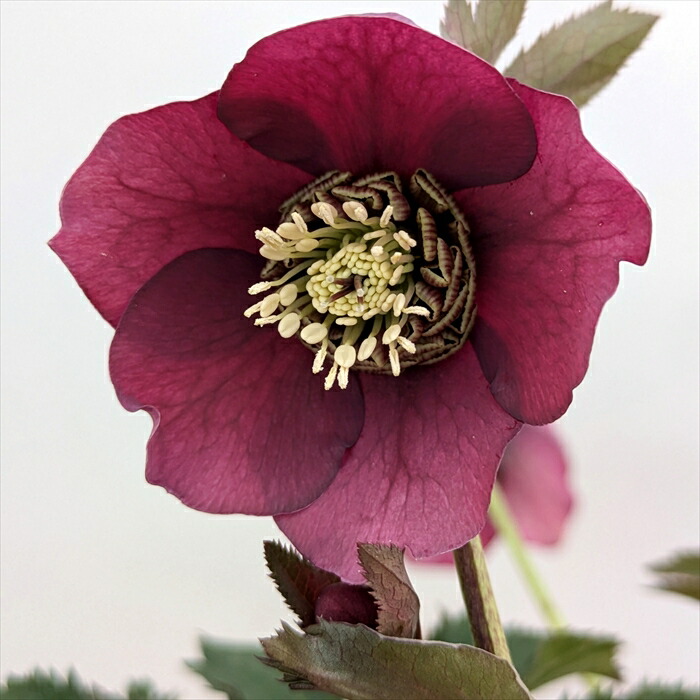 楽天市場】【現品】クリスマスローズ シングル咲き レッド系 6号鉢植え