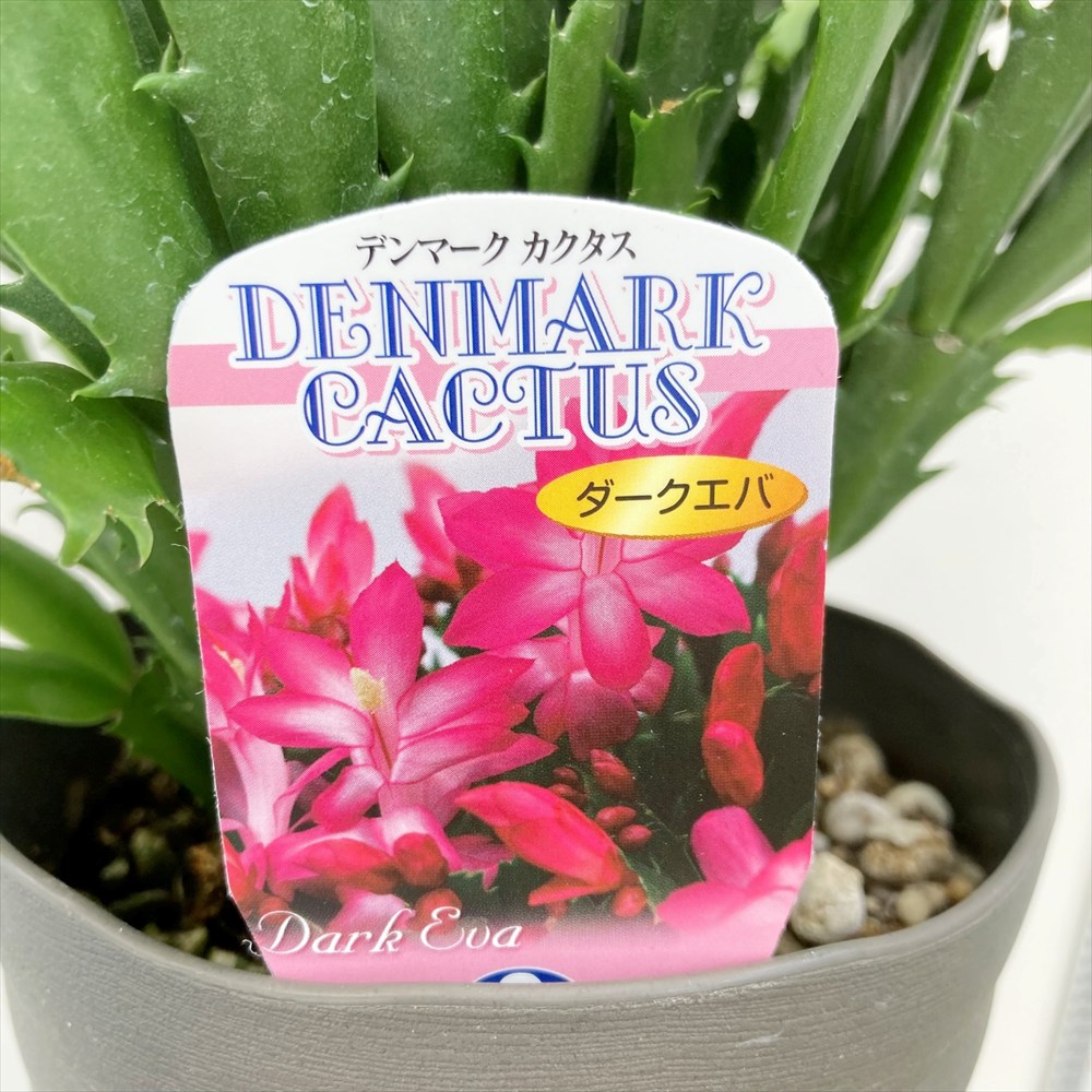 楽天市場】シャコバサボテン（蝦蛄葉サボテン）「ダークエバ」 5号