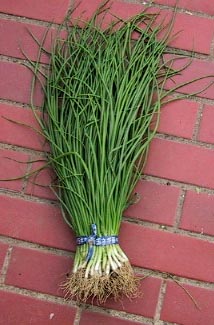 楽天市場】タキイの長期保存用玉ねぎ苗「タマネギ ネオアース」100本