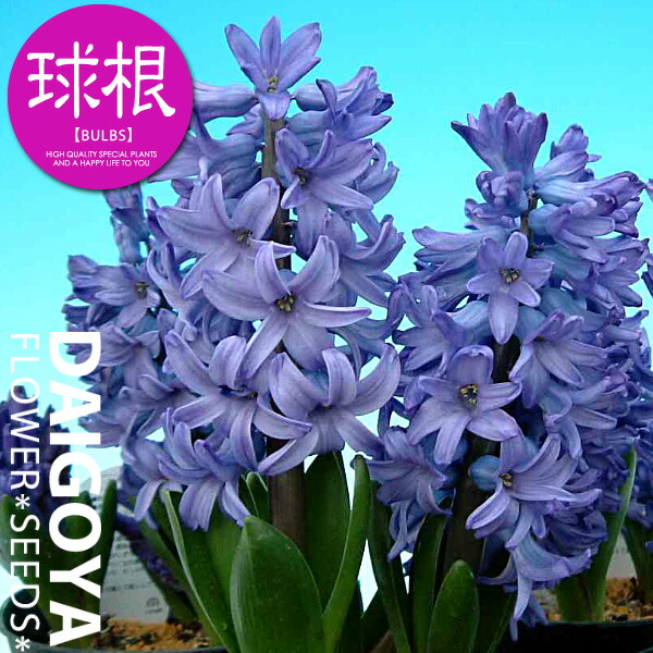 楽天市場】ヒヤシンス 青花 【球根】1球ネット詰め 16cm〜17cm球_