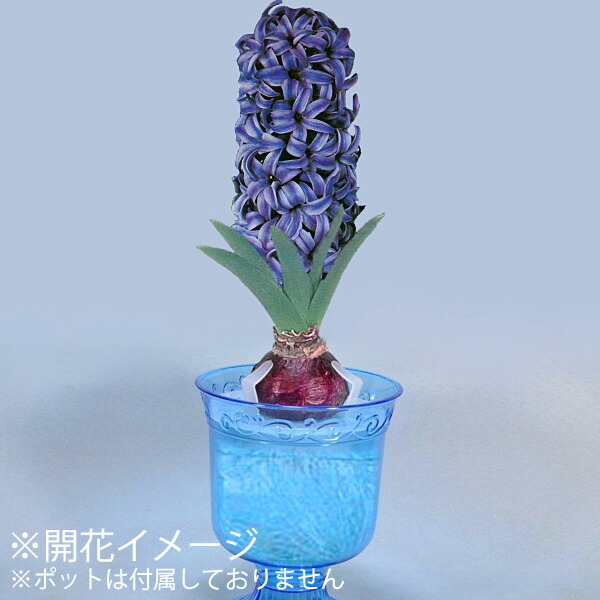 楽天市場】ヒヤシンス 青花 【球根】1球ネット詰め 16cm〜17cm球_