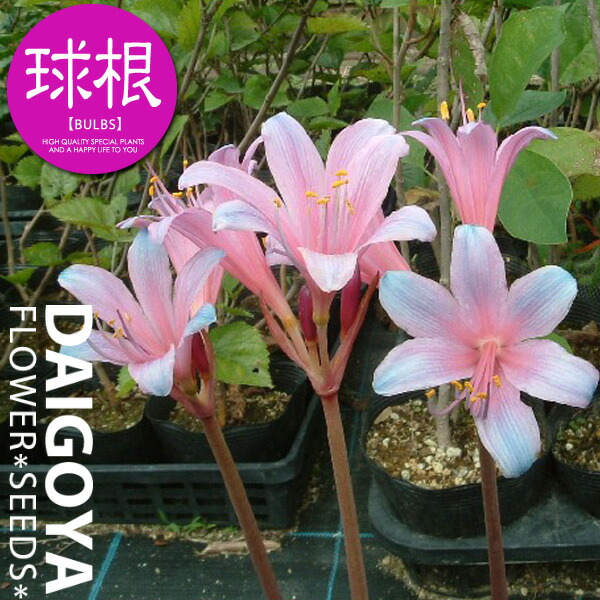 楽天市場】リコリス スプレンゲリー（紫）【球根】2球_リコリス_夏植え