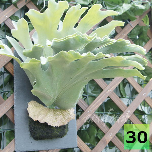 楽天市場】フェイクグリーン ハンギング 大型 壁掛け コウモリラン