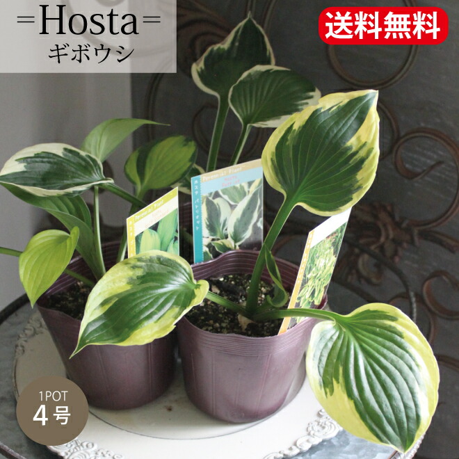 楽天市場】ギボウシ ホスタ 斑入り 4号 4寸 苗 ゴールドスタンダード