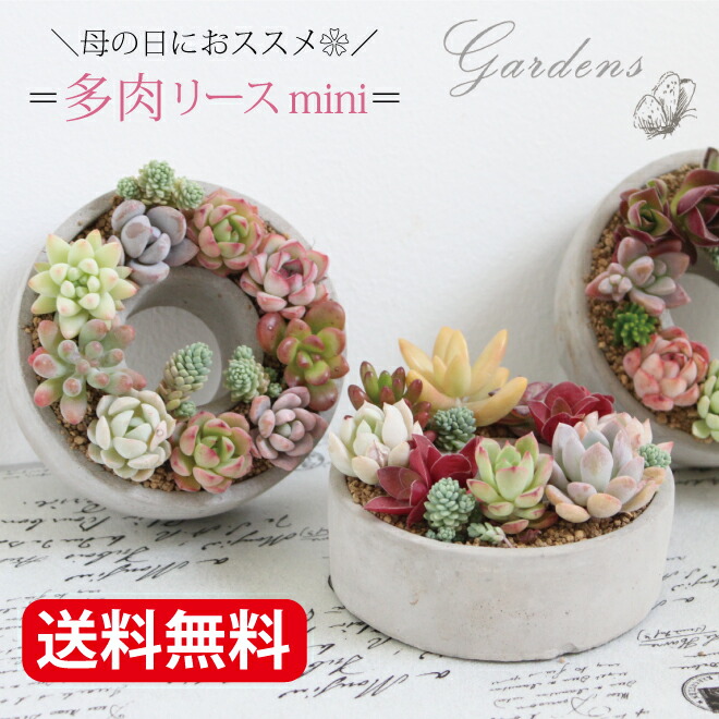楽天市場】多肉植物 寄せ植え おしゃれ 多肉セメントリース ミニ mini