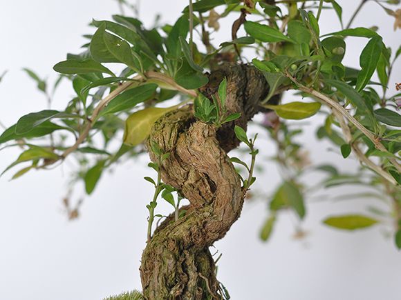 楽天市場】クコ 枸杞【盆栽 ミニ盆栽 鉢植】 : 盆栽妙 楽天市場店