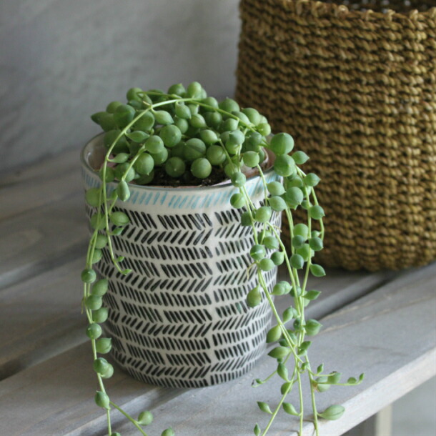 楽天市場】グリーンネックレス 多肉植物 2~3号 2~3寸 実 ドルフィン