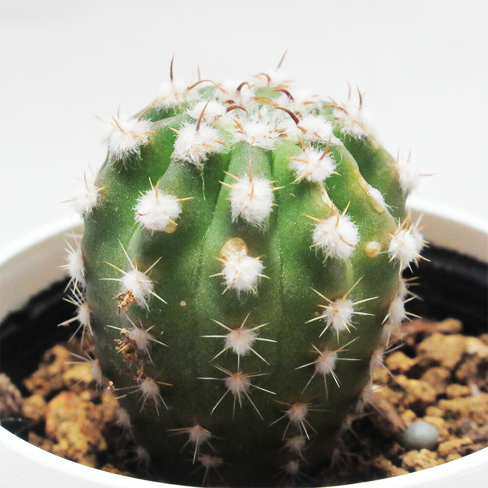 楽天市場】サボテン エキノプシス属 【 無刺短毛丸 ( むしたんげまる