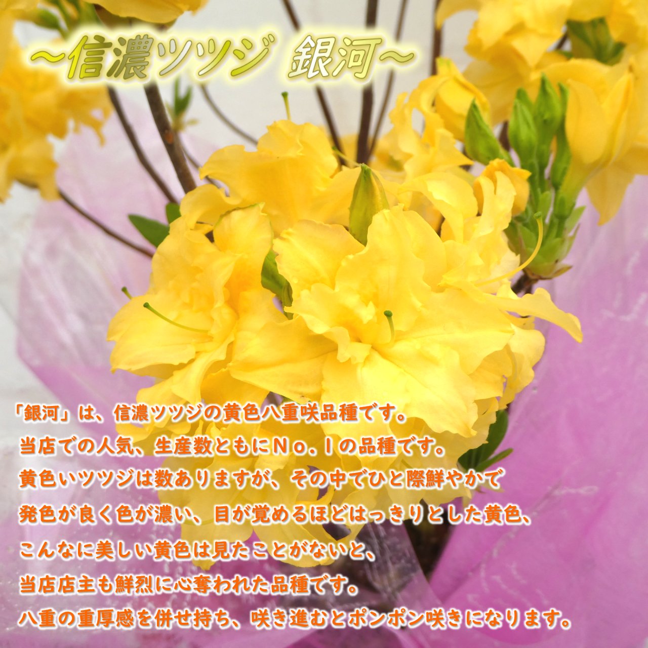 楽天市場】希少種 八重咲き 信濃 ツツジ 苗 苗木「 銀河 」挿木2年生