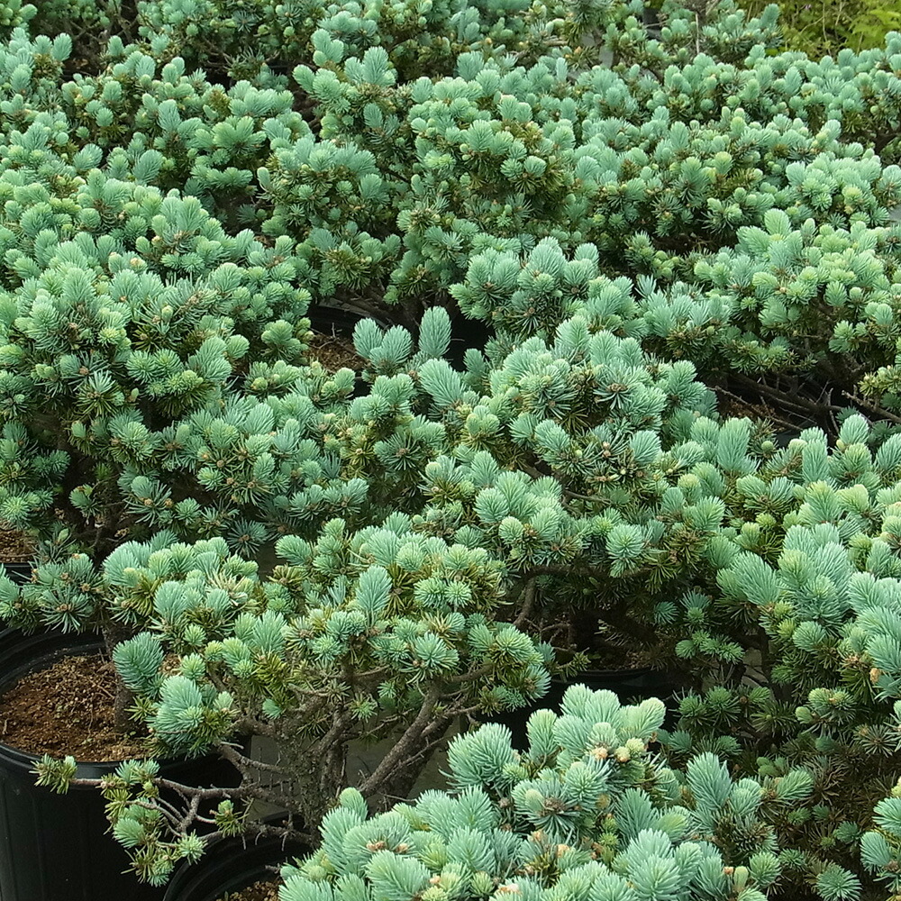 楽天市場】プンゲンストウヒ 『 グラウカ グロボーサ』 6号鉢 樹高15cm